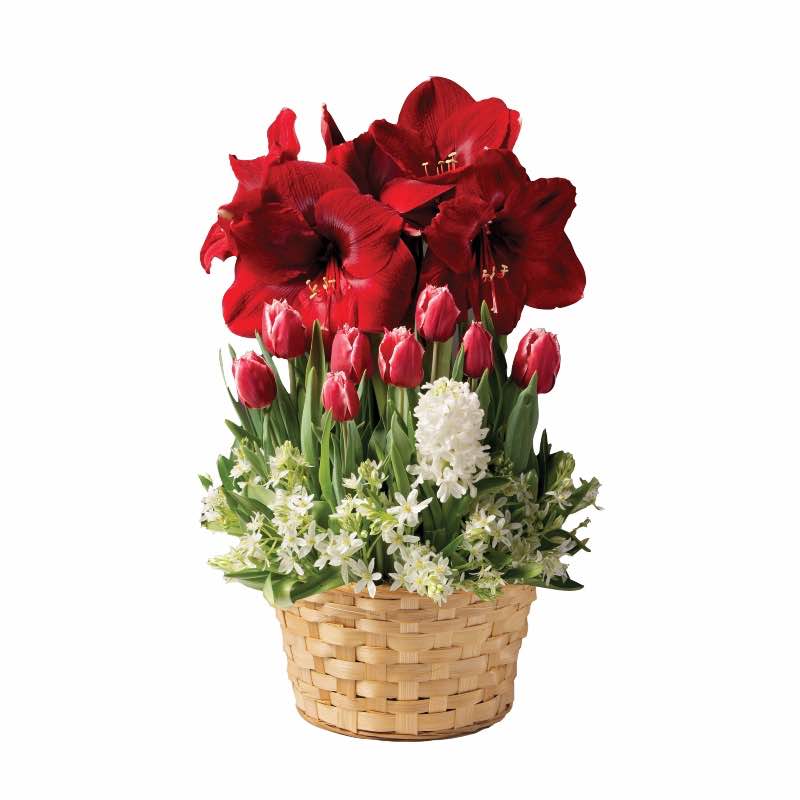 3-Months Bulb Gardens (Dec.-Feb)