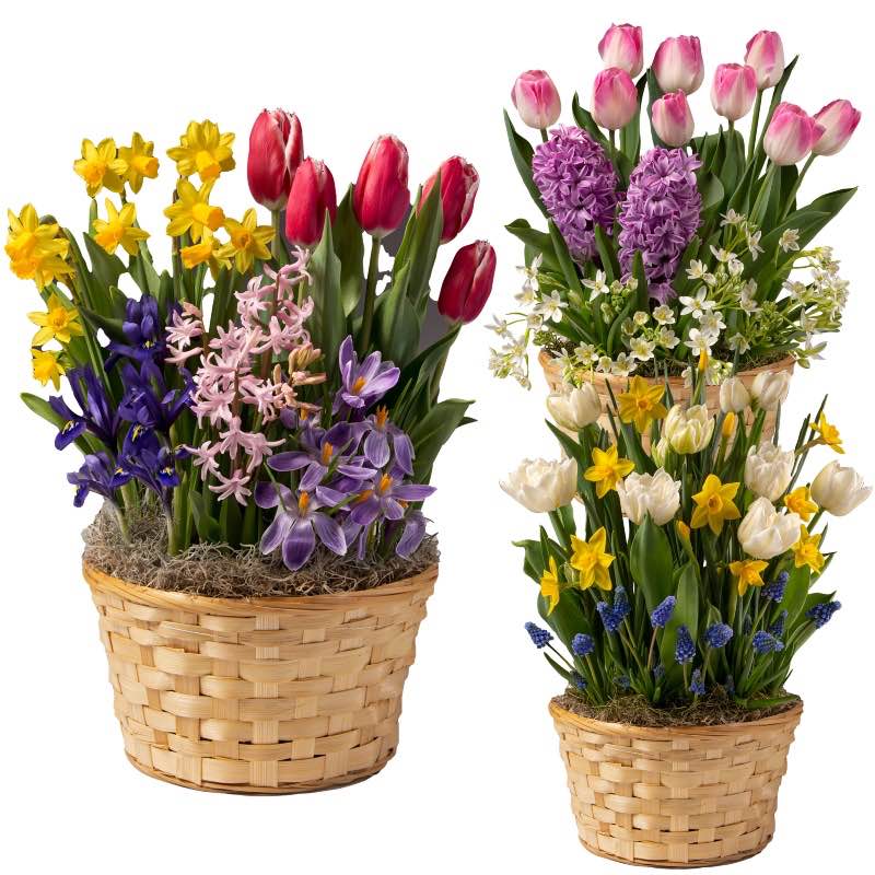 3-Month Spring Bulb Gardens (Feb-April)