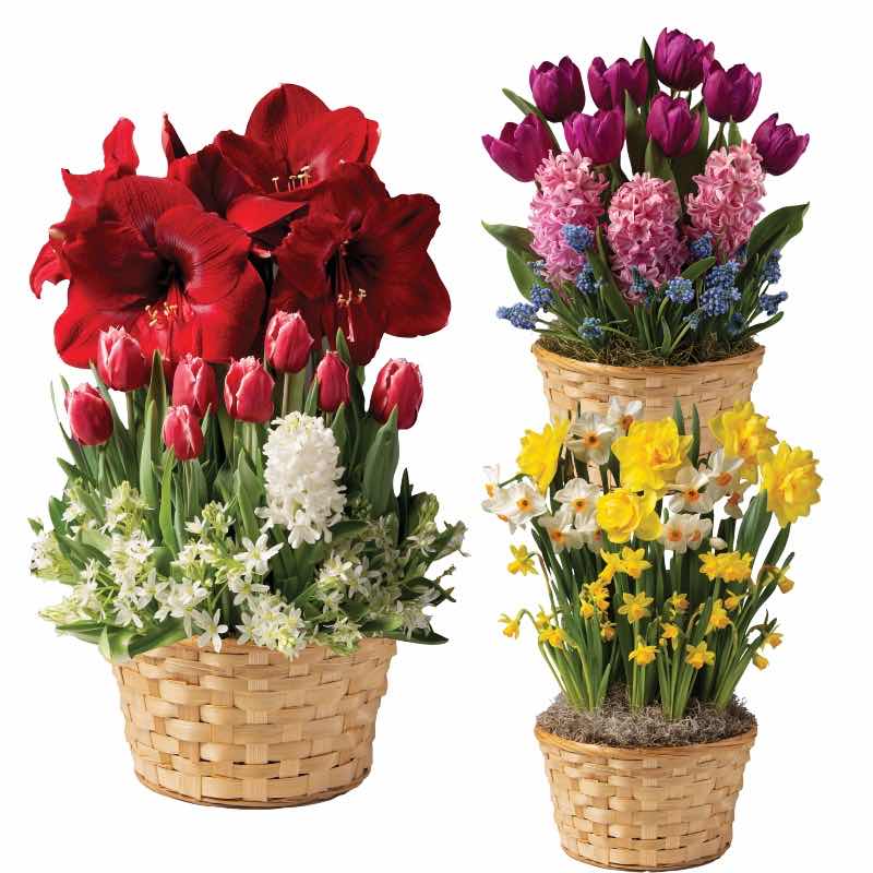 All 3-Months Bulb Gardens (from December 26)